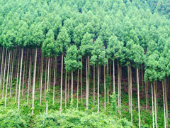 日本のひのき・杉 無垢材の魅力ｘコンテナハウスの魅力 イメージ